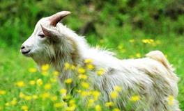 属羊的六合贵人是谁