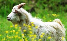 1991年属羊的大难是哪一年