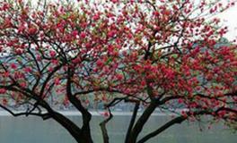 属鼠的桃花运在哪年