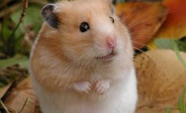 属鼠人的桃花月是哪个月份