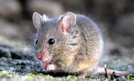 08年属鼠的几月出生好