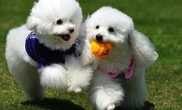 宠物小窝安放的位置不正确，会破坏了家居风水