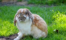 2024年冲哪一年的太岁，属兔人2024年犯太岁要注意什么