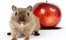 属鼠人财运上的贵人是谁