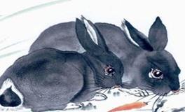 属兔的年份有哪些