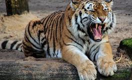 1998年虎2024年有三喜，是什么喜事