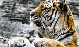 2024属虎要小心一个人，属虎人2024要远离的属相