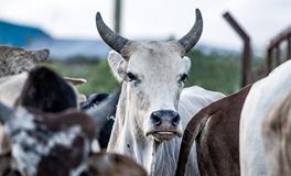 2024年属牛终于转运了，2024年属牛的运势运气如何