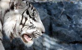 属虎的人一生最大的克星是什么属相