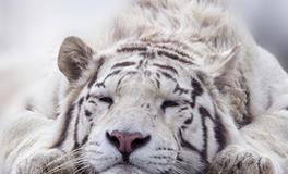 1974年属虎的人一生会有几段婚姻