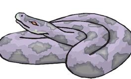 属蛇的大忌属相