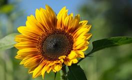 属牛人在2024年的贵人是谁，属牛人需要远离的属相