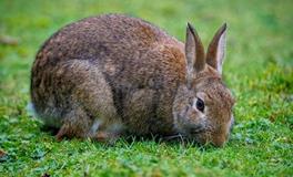 属兔2024年如何化解害太岁，化解太岁的方法