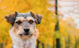 2024年生肖狗的桃花劫是谁，属狗的孽缘属相