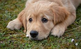 属狗人2024年该如何化解太岁，什么方法最好