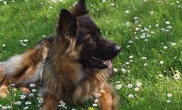 属狗的人2024年的五大预兆，分别是什么