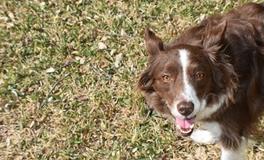 属龙人2024年用不用避开属狗人，属龙人2024年的禁忌