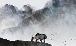 1985年属牛的人寿命长吗，能活到多少岁