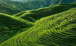 墓地中发现老鼠与蛇：隐含的寓意解读