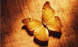 钱包启示：新岁之际，你的【偏财】命运几何？