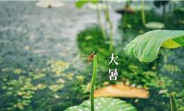 大暑节气：旺盛运势的指南，万物盛极，好运降临