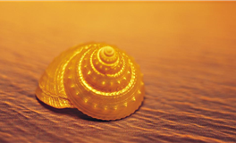 滴天居士2025年11月27日生肖运势