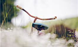 易鑫十二生肖乙巳年十一月运势（12.7-1.4）