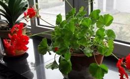 风水学中的家庭花卉种植指南