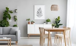 居家绿植旺运指南：从选种到布局，打造招财纳福的绿意生活